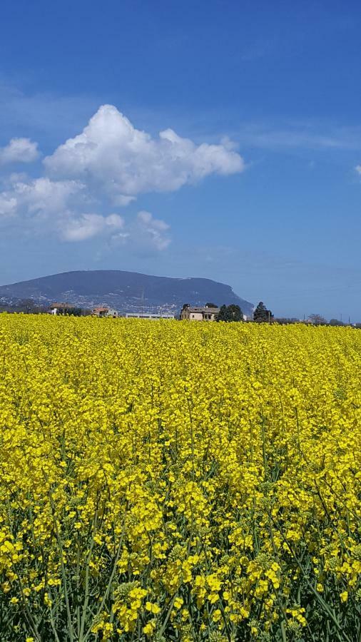 Villetta Del Conero Porto Recanati Eksteriør bilde